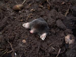 Does Artificial Grass Prevent Moles?
